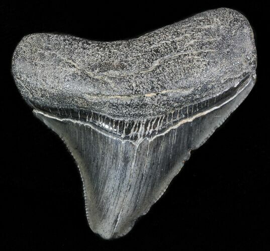 Bargain Megalodon Tooth - South Carolina #47259